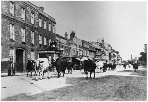 Cows in High Street