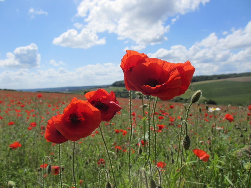 The fields where the boys would have worked