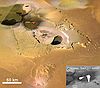 Lava flows on Io