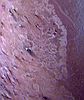 Geyser on Triton