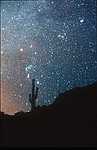 Orion and Taurus over saguaro cactus, nr Tucson, Arizona<br />Credit David Cortner/Galaxy